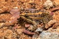 Mascarene grass frog, Ptychadena mascareniensis, Tsingy de Bemaraha, Madagascar wildlife Royalty Free Stock Photo