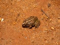 Mascarene grass frog, Ptychadena mascareniensis, sits on the ground and blends in with its surroundings. Ambalavao, Madagascar