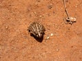 Mascarene grass frog, Ptychadena mascareniensis, sits on the ground and blends in with its surroundings. Ambalavao, Madagascar