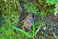 Mascarene grass frog Royalty Free Stock Photo