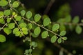 Mascarene Island Leaf-Flower Plant