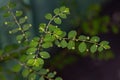 Mascarene Island Leaf-Flower Plant