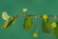 Mascarene Island Leaf-Flower Plant