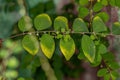 Mascarene Island Leaf-Flower Plant