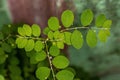 Mascarene Island Leaf-Flower Plant