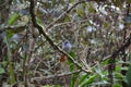 Mascarene Paradise Flycatcher Terpsiphone bourbonnensis bourbonnensis, a native subspecies of RÃÂ¨union island