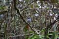 Mascarene Paradise Flycatcher Terpsiphone bourbonnensis bourbonnensis, a native subspecies of RÃÂ¨union island