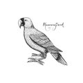 Mascarene parrot. Extinct bird. Engraved Hand drawn vector illustration in woodcut Graphic vintage style Royalty Free Stock Photo