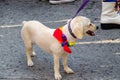 Mascot with colorful bandana at the LGBT+ pride parade