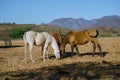 Horses are eating grass from the field in the village Mascota Jalisco Mexico.