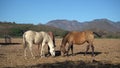Horses are grazing in the field of the magical town of Mascota Jalisco.