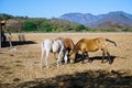 Mascota Jalisco Mexico, horses are grazing in the field in the morning.