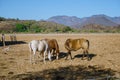 Mascota Jalisco Mexico, landscape where horses and nature are integrated.