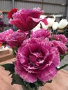 Mascott double tulips