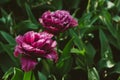 Mascotte Tulip. Double pink tulip with lighter fringe. Violet double tulips in the spring garden Royalty Free Stock Photo