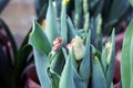 Mascotte tulip on the flowerbed. Fringed tulip Mascotte. Terry fringed tulip Mascotte in garden Royalty Free Stock Photo