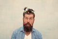 Masculine enough. Having fun party. Man adult bearded handsome hipster childish hairstyle colorful ponytails. Hair