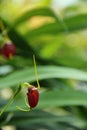 Masdevallia