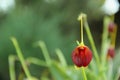 Masdevallia