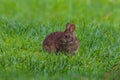 Mash Hare at the wildlife management area