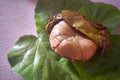 Mashed taro corms in coconut shell (binagol or binangol)