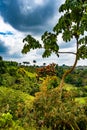 Mashpi Ecological Reserve, Ecuador, Highlands,