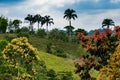 Mashpi Ecological Reserve, Ecuador, Highlands,