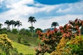 Mashpi Ecological Reserve, Ecuador, Highlands,