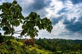 Mashpi Ecological Reserve, Ecuador, Highlands,