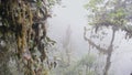 Mashpi, Ecuador - Scenic View Of Thick Fog Through The Lush Vines And Trees In The Cloud Forest - a