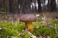 Mashroom. Boletus badius. Royalty Free Stock Photo