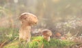 Mashroom in forest, Boletus edulis family Royalty Free Stock Photo