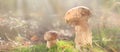 Mashroom in forest, Boletus edulis family Royalty Free Stock Photo