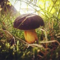 Mashroom in the Grass