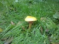 Mushroom pilze Royalty Free Stock Photo