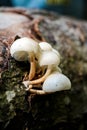 Small mushrooms grow from tree and moss Royalty Free Stock Photo
