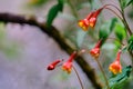 Mashua flower Tropaeolum tuberosum Royalty Free Stock Photo