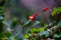 Mashua flower Tropaeolum tuberosum Royalty Free Stock Photo