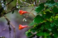 Mashua flower Tropaeolum tuberosum Royalty Free Stock Photo