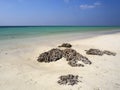 Masirah Island, Oman