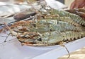 Masive king prawns fresh fish counter plated