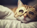 mask cat lying in bed notting her head fall asleep