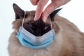 Mask coronavirus covid 19 flu, cat person