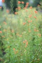 Mask flower Alonsoa meridionalis, orange flowering plants