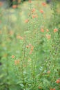 Mask flower Alonsoa meridionalis, orange flowering plant