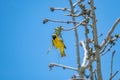 Mask weaver creating it`s nest