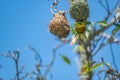 Mask weaver creating it`s nest