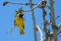 Mask weaver creating it`s nest