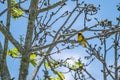 Mask weaver perched on a branch