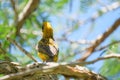 Mask weaver perched on a branch